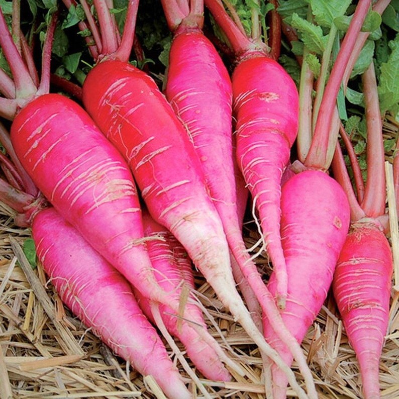 K&ouml;nnte beinhalten: Ein B&uuml;ndel leuchtend pinker Radieschen mit glatten, spitz zulaufenden Wurzeln und horizontalen wei&szlig;en Streifen. Jedes Radieschen hat lange, schlanke, r&ouml;tlich-pinke St&auml;ngel, die oben herausragen und eine helle, gleichm&auml;&szlig;ige Farbe aufweisen.
