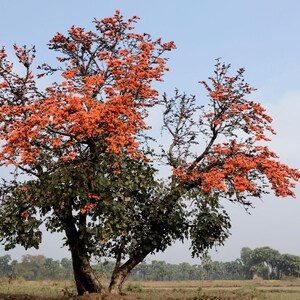 May include: A deciduous tree with a thick, dark trunk and branches covered in vibrant orange, flame-coloured flowers. The lower portion of the tree features dense, dark green foliage, while the upper canopy is dominated by bright orange blossoms.