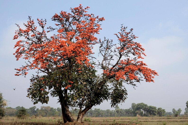 May include: A deciduous tree with a thick, dark trunk and branches covered in vibrant orange, flame-coloured flowers. The lower portion of the tree features dense, dark green foliage, while the upper canopy is dominated by bright orange blossoms.