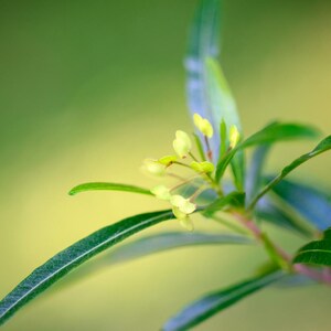 25-100 zaden van de hopstruik (Dodonaea viscosa), een haagstruik. afbeelding 9