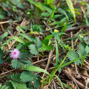 50-300 nasion roślin wrażliwych, Mimosa pudica, Touch Me Not zdjęcie 10