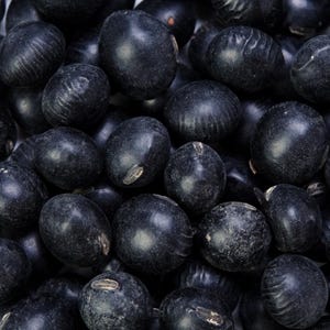Más de 10 semillas de soja Kala Bhatt, Glycine max, soja negra del Himalaya, Pahari Bhatt imagen 3