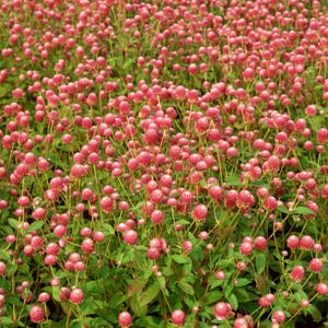 100+ Gomphrena Mixed Color Seeds, Globe Flower Mix, Garden Flower image 8