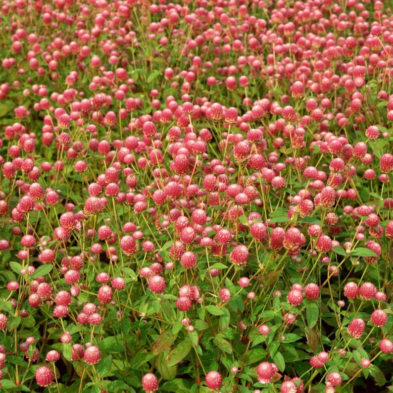 100+ Gomphrena Mixed Color Seeds, Globe Flower Mix, Garden Flower image 8
