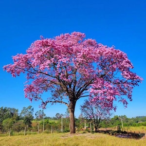 Peut inclure: Un grand arbre mature avec un tronc brun &eacute;pais et des branches &eacute;tal&eacute;es couvertes de grappes denses de fleurs rose vif. L'arbre se dresse dans un champ herbeux sous un ciel bleu clair et lumineux, avec une cl&ocirc;ture visible en arri&egrave;re-plan.