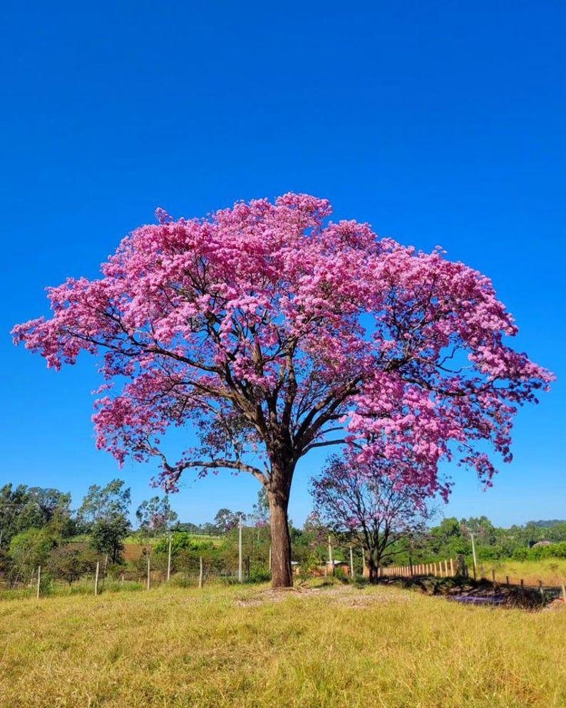 Peut inclure: Un grand arbre mature avec un tronc brun &eacute;pais et des branches &eacute;tal&eacute;es couvertes de grappes denses de fleurs rose vif. L'arbre se dresse dans un champ herbeux sous un ciel bleu clair et lumineux, avec une cl&ocirc;ture visible en arri&egrave;re-plan.