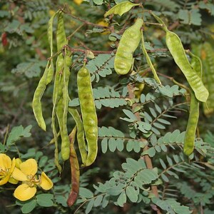 May include: A plant branch featuring multiple long, slender, light green seed pods hanging downwards alongside small, oval-shaped green leaves. A bright yellow flower with five rounded petals is visible in the lower left corner of the frame.