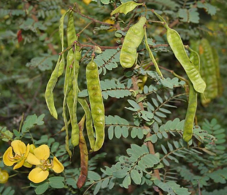May include: A plant branch featuring multiple long, slender, light green seed pods hanging downwards alongside small, oval-shaped green leaves. A bright yellow flower with five rounded petals is visible in the lower left corner of the frame.