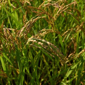 Oltre 300 semi di riso Basmati, Oryza sativa, riso Basmati indiano, riso aromatico immagine 2