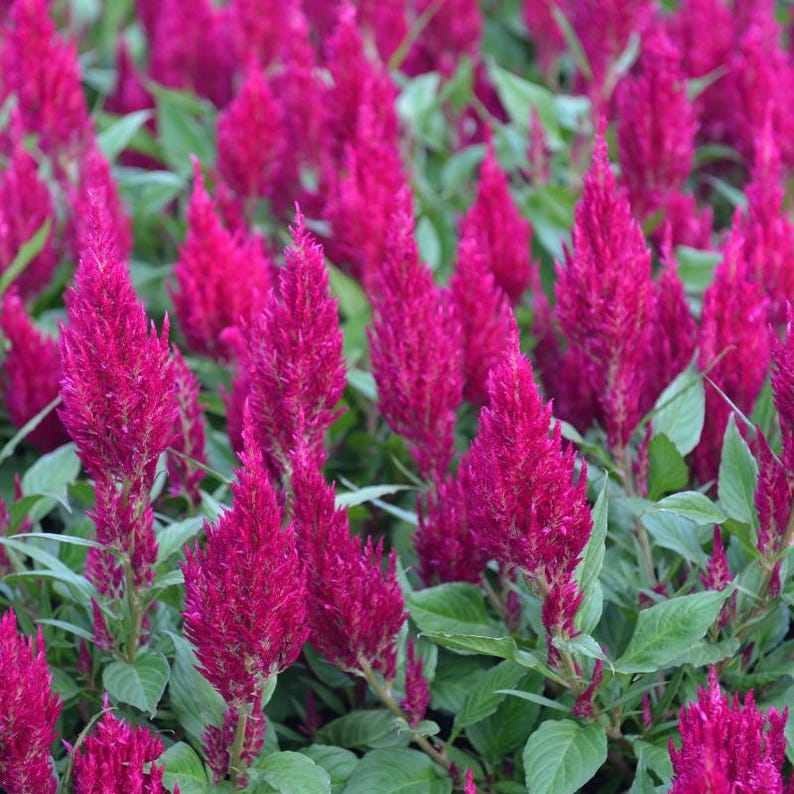 100+ Celosia Plumosa Mieszanych Kolorowych Nasion, Celosia Argentea, Celozja Pióropuszowa zdjęcie 7
