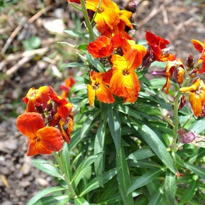 100+ English Wallflower Seeds, Erysimum Cheiri, Mixed Colors, Fragrant Spring Flowers, Cottage Garden image 8