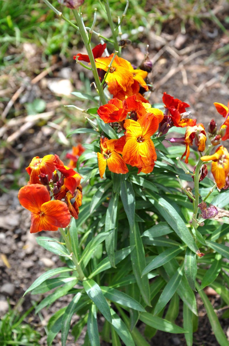 100+ English Wallflower Seeds, Erysimum Cheiri, Mixed Colors, Fragrant Spring Flowers, Cottage Garden image 8