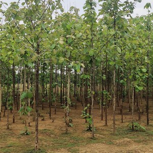 5-10 semi di teak, Tectona Grandis, Sagwan, albero di teak, legno duro tropicale, semi di alberi esotici immagine 7