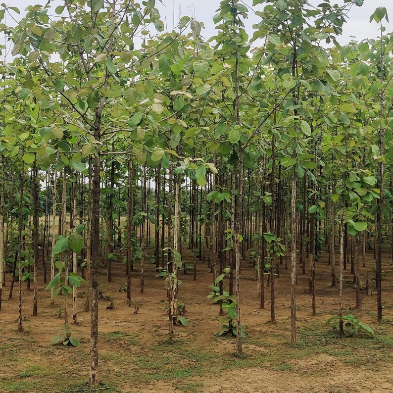 5-10 semi di teak, Tectona Grandis, Sagwan, albero di teak, legno duro tropicale, semi di alberi esotici immagine 7