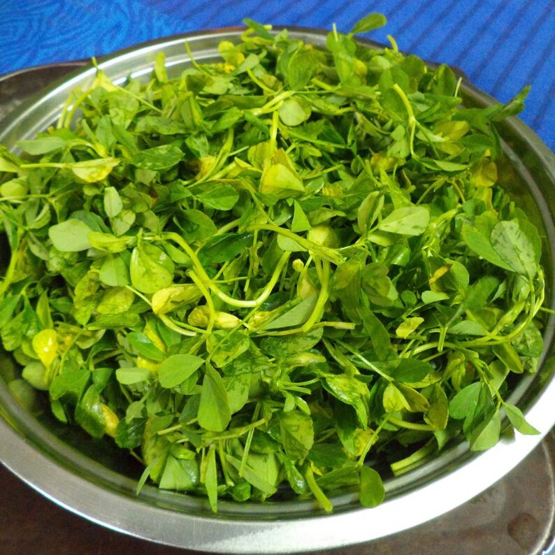 100+ Fenugreek Seeds, Trigonella foenum-graecum, Methi Herb, Culinary Herb image 9