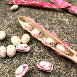K&ouml;nnte beinhalten: Frische Cranberry-Bohnen mit cremefarbenen Schalen und leuchtend magentafarbenen Streifen. Mehrere Bohnen liegen einzeln verstreut, w&auml;hrend andere in einer ge&ouml;ffneten, l&auml;nglichen Schote liegen, die die innere Textur zeigt.