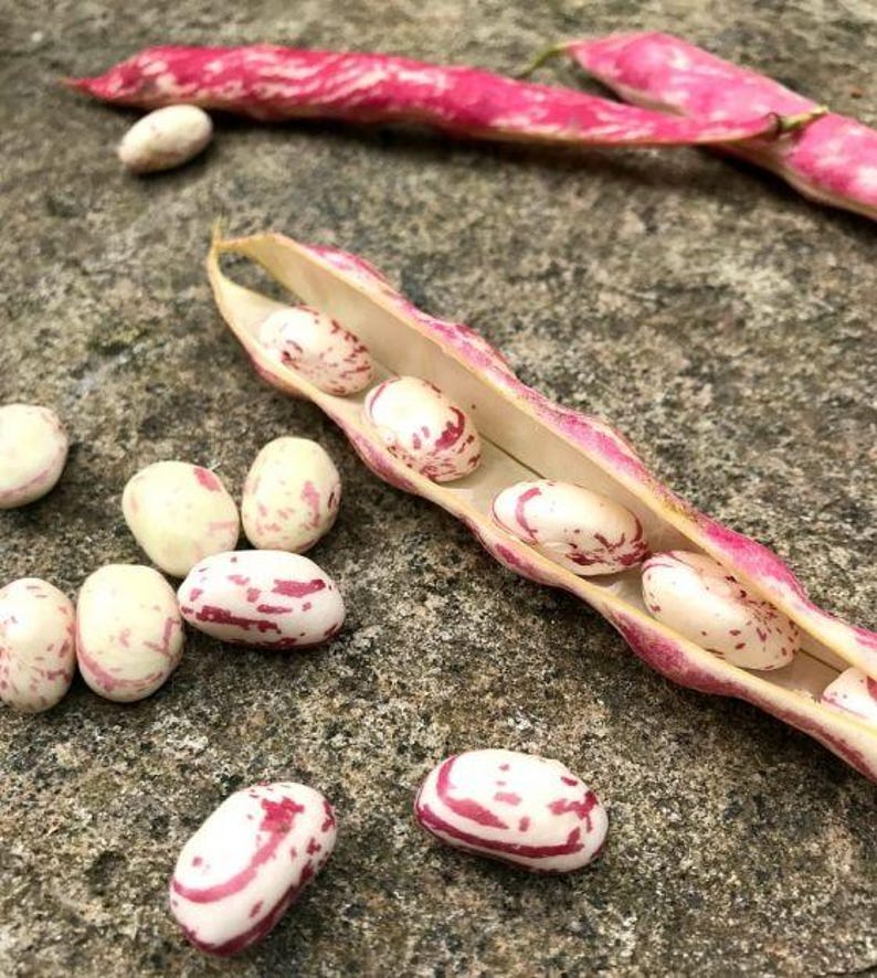 K&ouml;nnte beinhalten: Frische Cranberry-Bohnen mit cremefarbenen Schalen und leuchtend magentafarbenen Streifen. Mehrere Bohnen liegen einzeln verstreut, w&auml;hrend andere in einer ge&ouml;ffneten, l&auml;nglichen Schote liegen, die die innere Textur zeigt.