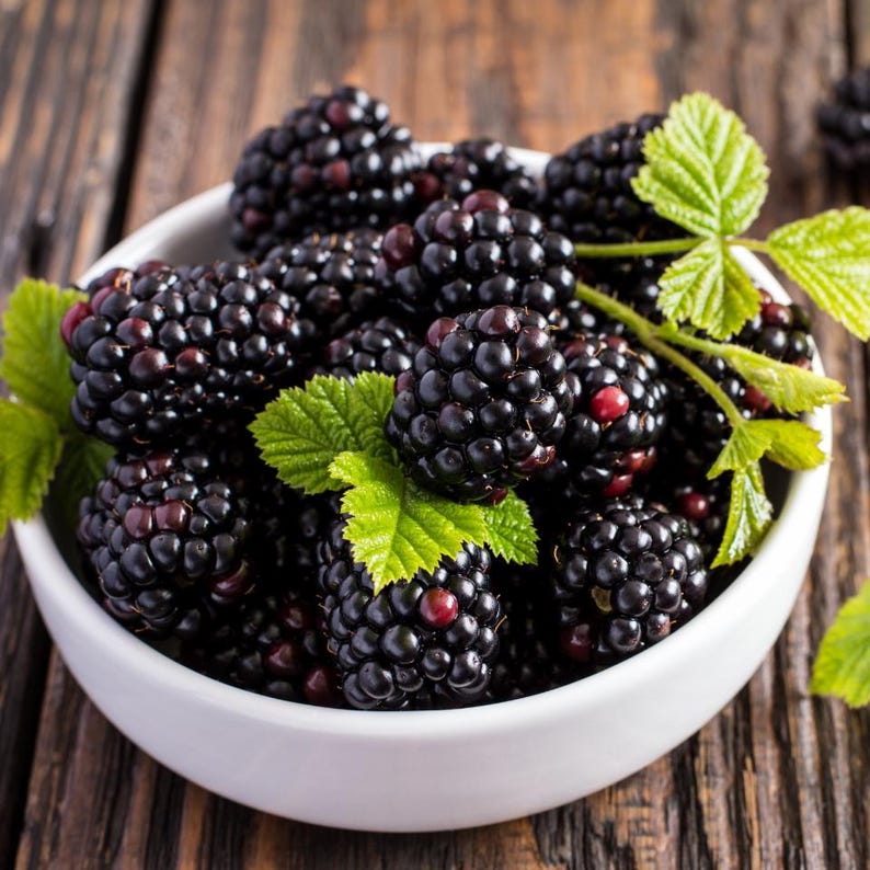 20-100 zaden van de Himalaya-braam, Rubus, wilde bergbessenstruik afbeelding 7