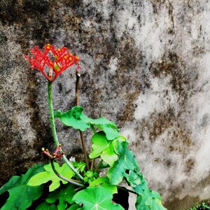 5+ Jatropha-Samen, Jatropha curcas, Heilpflanze, Zierpflanze Bild 6