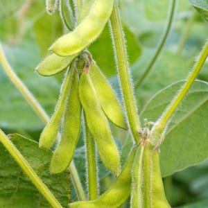 10-30 semillas de edamame, Glycine max, soja verde. imagen 3