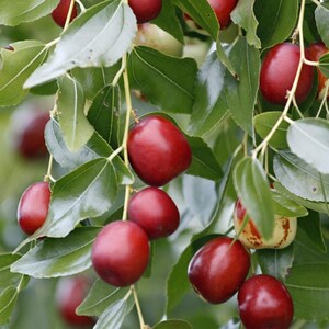 K&ouml;nnte beinhalten: Eine Ansammlung reifer, glatter, tiefroter Jujube-Fr&uuml;chte, die an d&uuml;nnen, hellen Stielen zwischen lebhaft gr&uuml;nen, ovalen Bl&auml;ttern h&auml;ngen. Die Fr&uuml;chte sind rund bis l&auml;nglich geformt, wobei einige subtile Farbvariationen und gl&auml;nzende Schalen aufweisen.