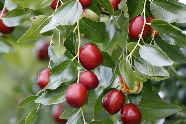 K&ouml;nnte beinhalten: Eine Ansammlung reifer, glatter, tiefroter Jujube-Fr&uuml;chte, die an d&uuml;nnen, hellen Stielen zwischen lebhaft gr&uuml;nen, ovalen Bl&auml;ttern h&auml;ngen. Die Fr&uuml;chte sind rund bis l&auml;nglich geformt, wobei einige subtile Farbvariationen und gl&auml;nzende Schalen aufweisen.