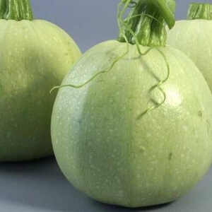 15+ Chappan Kaddu frön, Cucurbita pepo, indisk zucchini, sommarsquash bild 13