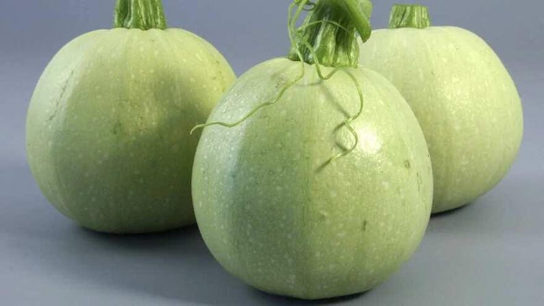 15+ Chappan Kaddu frön, Cucurbita pepo, indisk zucchini, sommarsquash bild 13