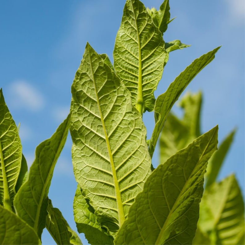 50-300 semillas de tabaco Virginia Gold Poland, Nicotiana tabacum imagen 1