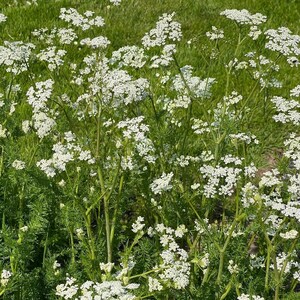 K&ouml;nnte beinhalten: Eine Ansammlung von Wildpflanzen mit zahlreichen kleinen wei&szlig;en Bl&uuml;ten, die in flachen Dolden angeordnet sind. Die Pflanzen haben d&uuml;nne, gr&uuml;ne, verzweigte St&auml;ngel und fiederartiges Laub, was ein dichtes und strukturiertes botanisches Bild ergibt.