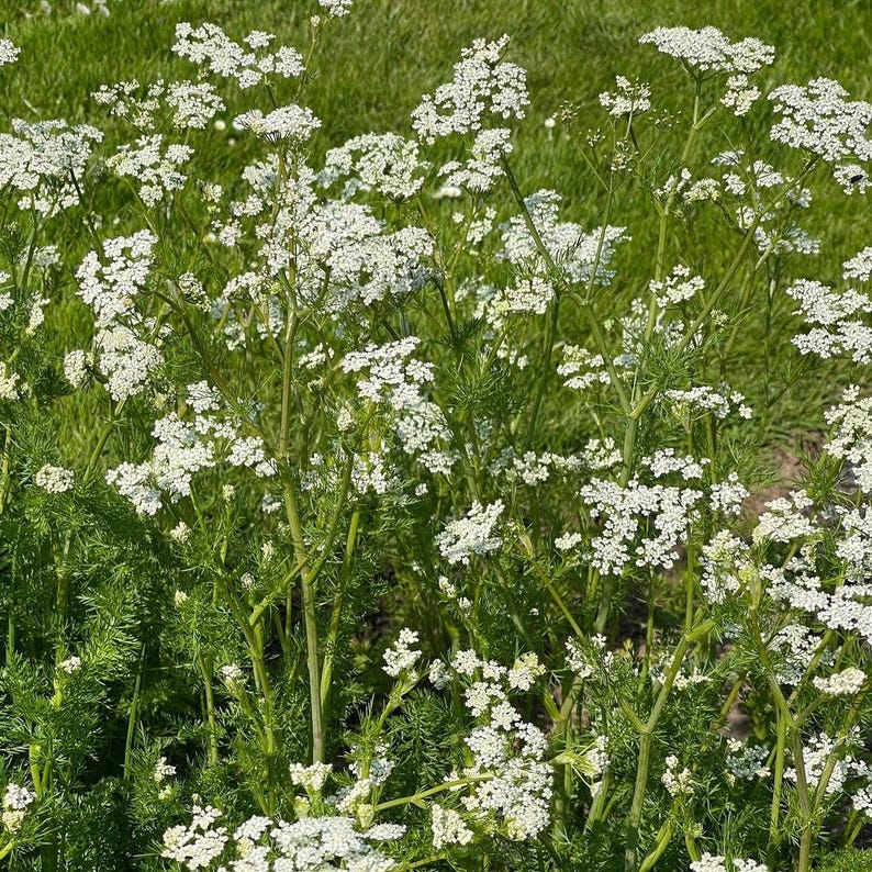 K&ouml;nnte beinhalten: Eine Ansammlung von Wildpflanzen mit zahlreichen kleinen wei&szlig;en Bl&uuml;ten, die in flachen Dolden angeordnet sind. Die Pflanzen haben d&uuml;nne, gr&uuml;ne, verzweigte St&auml;ngel und fiederartiges Laub, was ein dichtes und strukturiertes botanisches Bild ergibt.