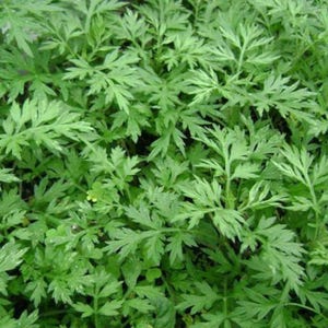 Más de 50 semillas de artemisa china, Artemisia argyi, hierba aromática Ai Ye. imagen 5