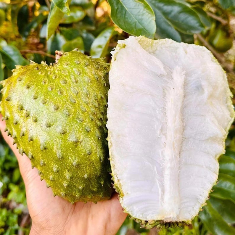 Peut inclure: Un corossol coup&eacute; en deux, r&eacute;v&eacute;lant une peau ext&eacute;rieure verte et &eacute;pineuse d'un c&ocirc;t&eacute;, et une chair blanche, fibreuse et tendre avec un c&oelig;ur central de l'autre. Le fruit pr&eacute;sente un profil en forme de c&oelig;ur et une surface textur&eacute;e.