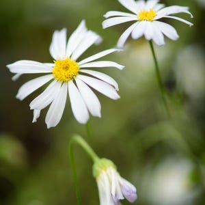 Peut inclure: Deux fleurs de marguerite blanches avec des centres jaune vif et de longs p&eacute;tales fins. Une fleur est enti&egrave;rement &eacute;panouie et droite, tandis que l'autre est partiellement ouverte. En dessous, un bouton floral pend sur une tige verte fine.