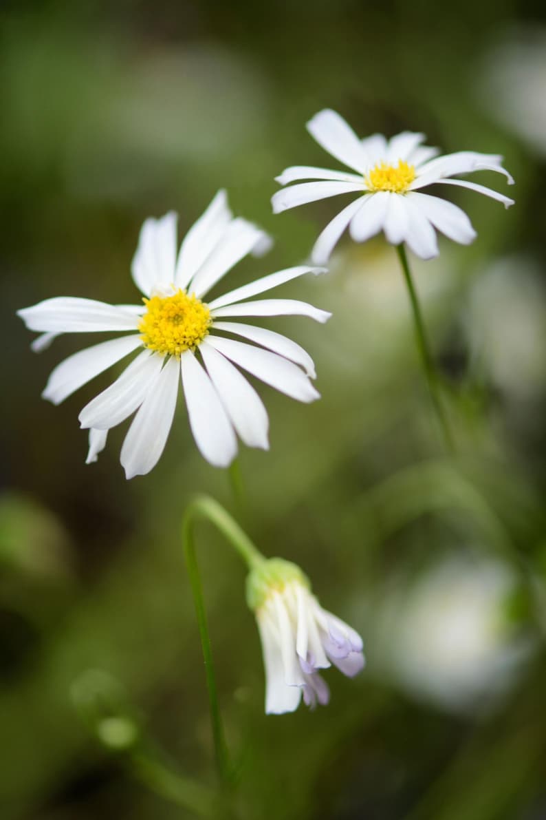 Peut inclure: Deux fleurs de marguerite blanches avec des centres jaune vif et de longs p&eacute;tales fins. Une fleur est enti&egrave;rement &eacute;panouie et droite, tandis que l'autre est partiellement ouverte. En dessous, un bouton floral pend sur une tige verte fine.
