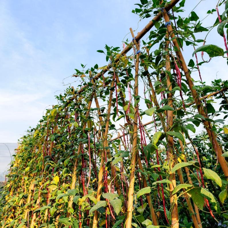 100-300 semillas de frijol matki blanco, Vigna aconitifolia, frijol polilla blanco, frijol mat indio imagen 8