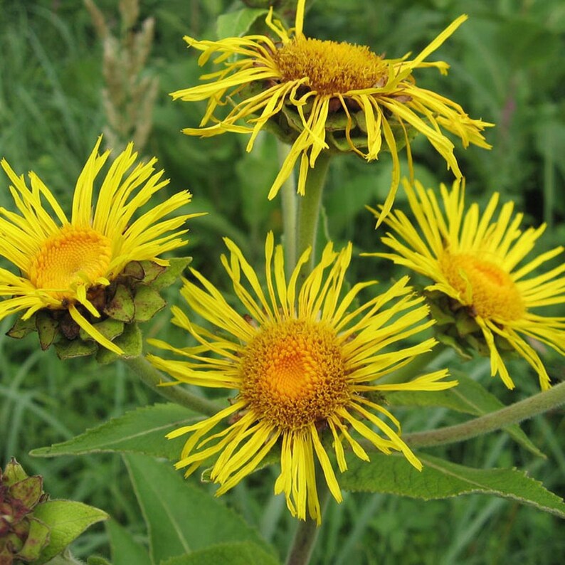 200+ nasion omanu wielkiego, Inula helenium, wysoka żółta roślina polna zdjęcie 9