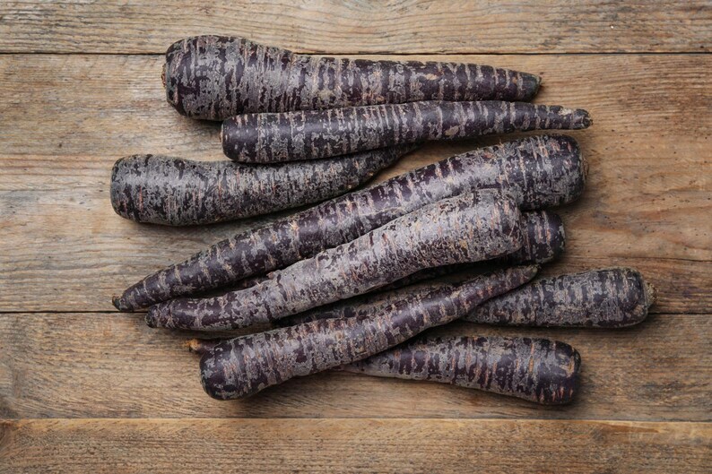 Puede incluir: Una colecci&oacute;n de zanahorias moradas crudas con piel oscura y texturizada, de forma c&oacute;nica. Las zanahorias est&aacute;n dispuestas en un mont&oacute;n suelto, mostrando tonos violetas profundos y negruzcos en sus superficies, con estr&iacute;as naturales visibles.
