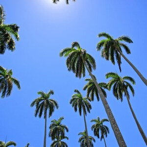 Puede incluir: Una vista en contrapicado de varias palmeras altas con troncos delgados y claros, con frondas de color verde oscuro que se extienden hacia un cielo azul claro y despejado. El sol es visible en la parte superior, iluminando las hojas.