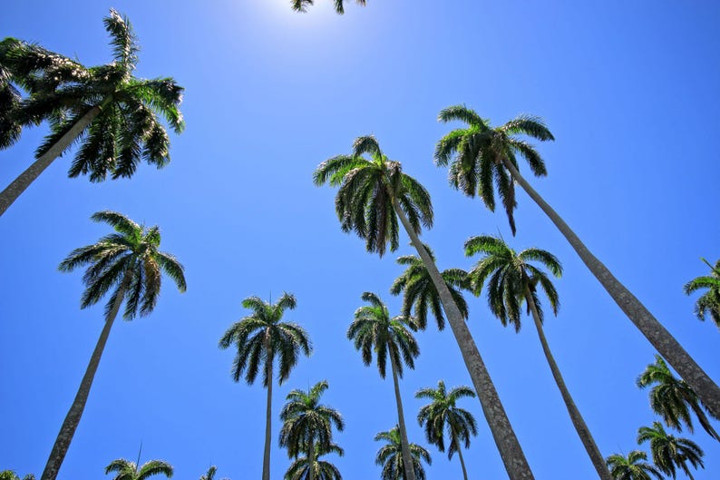 Puede incluir: Una vista en contrapicado de varias palmeras altas con troncos delgados y claros, con frondas de color verde oscuro que se extienden hacia un cielo azul claro y despejado. El sol es visible en la parte superior, iluminando las hojas.