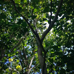 10-30 Portia Tree Seeds, Thespesia Populnea, Indian Tulip Tree, Milo, Pacific Rosewood image 4