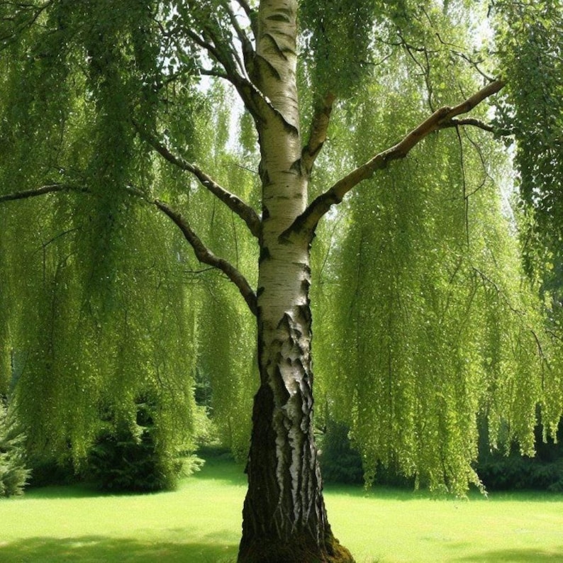 200-500 semillas de abedul llorón, Betula pendula, abedul plateado, árbol ornamental imagen 2