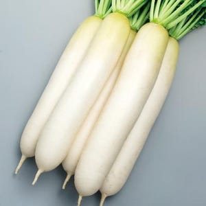 Op de afbeelding: Een bundel van verschillende lange, cilindrische daikon-radijzen met een gladde, witte schil en taps toelopende uiteinden. Elke radijs heeft een felgroene bladerkroon met meerdere stengels die uit de bovenkant groeien, wat er vers uitziet.