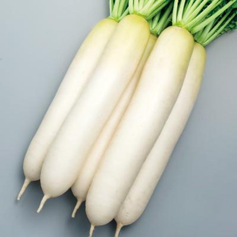 Op de afbeelding: Een bundel van verschillende lange, cilindrische daikon-radijzen met een gladde, witte schil en taps toelopende uiteinden. Elke radijs heeft een felgroene bladerkroon met meerdere stengels die uit de bovenkant groeien, wat er vers uitziet.