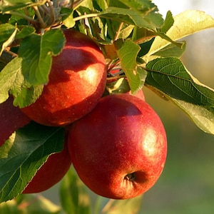 10-20 Himalayan Apple Mix Seeds, Malus domestica, Fruit Tree Seeds for Home Orchard image 4