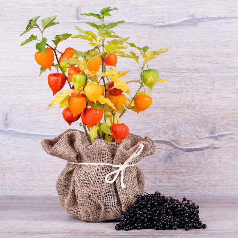 Más de 30 semillas de uchuva, Physalis peruviana, grosella del Cabo, fruto amarillo imagen 9