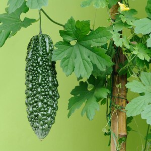 15+ Bitter gourd Jaunpuri Seeds, Cucurbita, Pumpkins, gourds and melons image 9