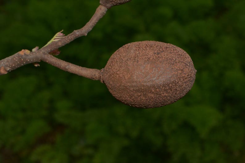 Op de afbeelding: Een enkele, ovaalvormige bruine vrucht met een getextureerd, korrelig oppervlak, bevestigd aan een dunne, houtachtige tak. De vrucht heeft een matte, aardse uitstraling en is verbonden met de steel via een klein, duidelijk zichtbaar steeltje.