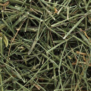 100-500 Green Chiretta Seeds, Andrographis paniculata, Kalmegh Herb image 5
