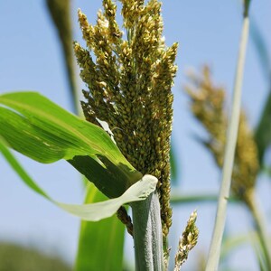 May include: A sorghum plant stalk featuring a dense, upright panicle of small, golden-brown grains. The plant has a thick, light green stem and long, pointed green leaves extending outward, set against a clear, bright blue sky background.